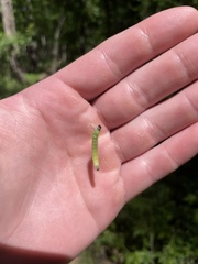 Choristoneura conflictana