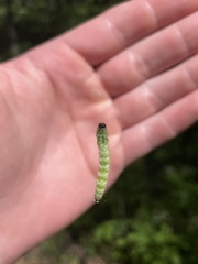 Choristoneura conflictana