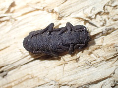 Phloeodes plicatus
