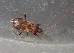 Togodolentus wrighti