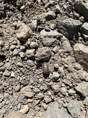 Phyllophaga sequoiana