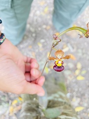 Trichocentrum lindenii