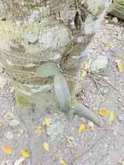 Trichocentrum lindenii