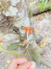 Trichocentrum lindenii