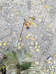 Trichocentrum lindenii