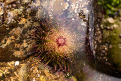 Psammechinus miliaris