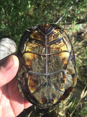 Kinosternon hirtipes murrayi