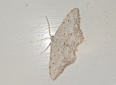 Idaea albitorquata
