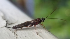 Clistopyga incitator