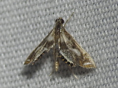 Chrysendeton imitabilis