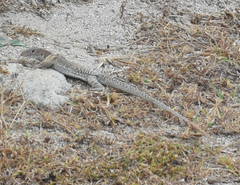 Pholidoscelis plei