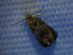 Tebenna gnaphaliella