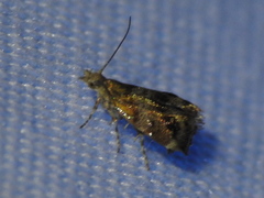 Tebenna gnaphaliella
