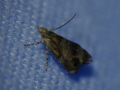 Tebenna gnaphaliella