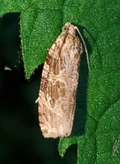 Phaecasiophora confixana