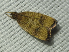 Psilocorsis cryptolechiella