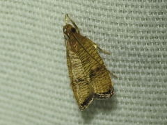 Psilocorsis cryptolechiella