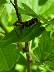 Neoclytus