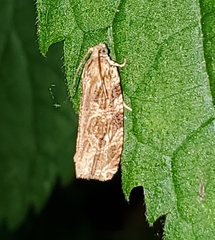 Phaecasiophora confixana