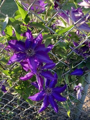 Clematis × jackmanii