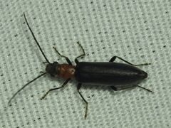 Oxycopis