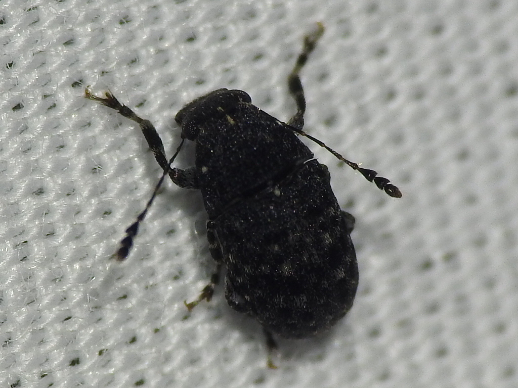Piesocorynus moestus
