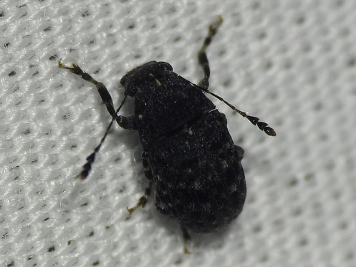Piesocorynus moestus