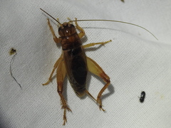 Anurogryllus arboreus