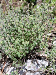 Euphorbia deltoidea subsp. pinetorum image