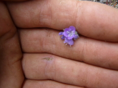 Phacelia linearis