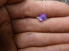 Phacelia linearis