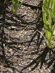 Aspidoscelis neomexicanus