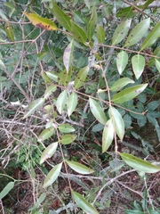 Magnoliopsida