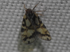 Bothriocera cognita