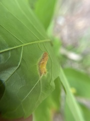 Puccinia sparganioidis