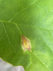 Puccinia sparganioidis