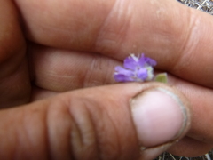 Phacelia linearis