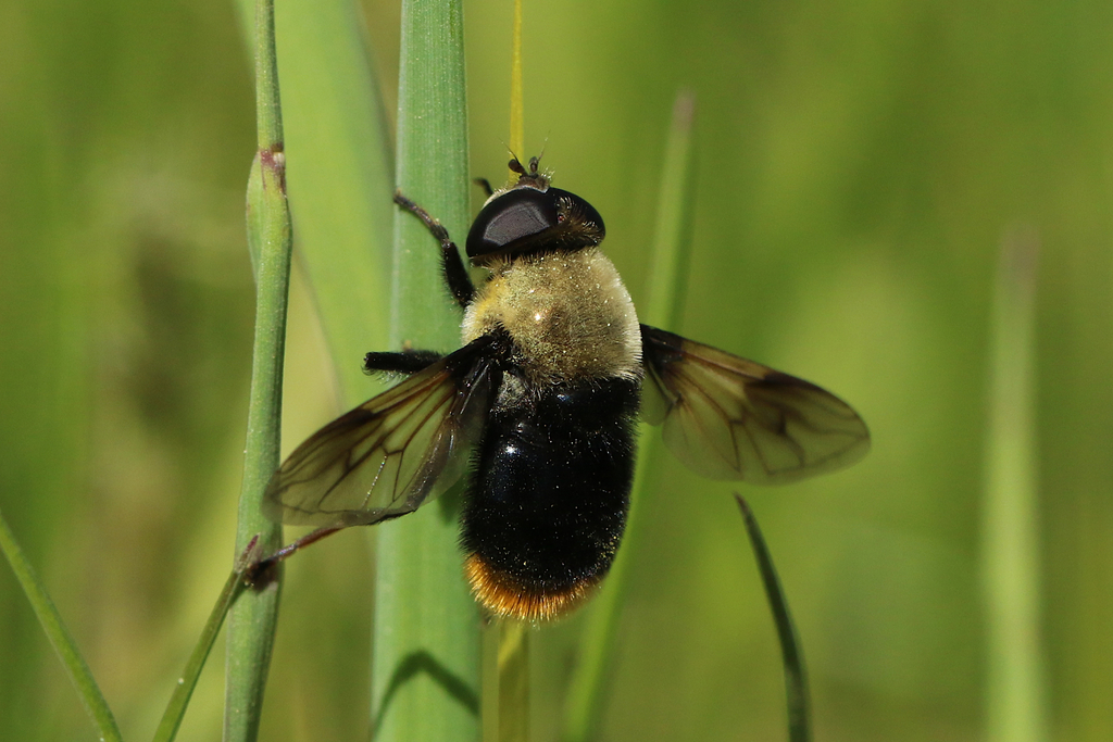 Vockeroth's Pond Fly