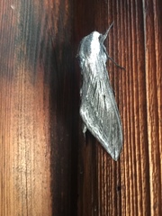 Sphinx perelegans