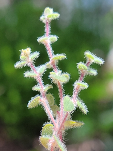 Image of Euphorbia deltoidea by (c) Jay Horn, some rights reserved (CC BY)