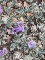 Astragalus tridactylicus