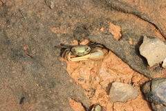 Minuca longisignalis