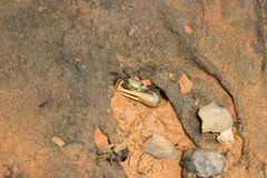 Minuca longisignalis