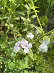 Hesperis