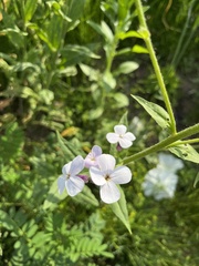Hesperis