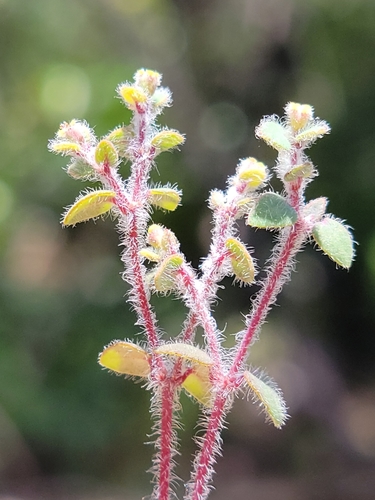 Euphorbia deltoidea ssp. pinetorum