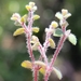 Euphorbia deltoidea pinetorum - Photo (c) Jay Horn, osa oikeuksista pidätetään (CC BY), lähettänyt Jay Horn