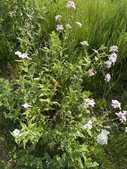 Hesperis