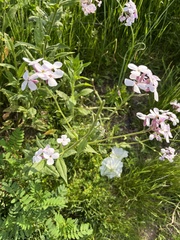 Hesperis
