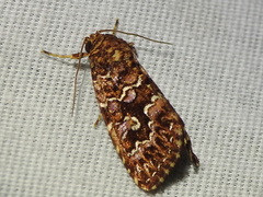 Callopistria granitosa